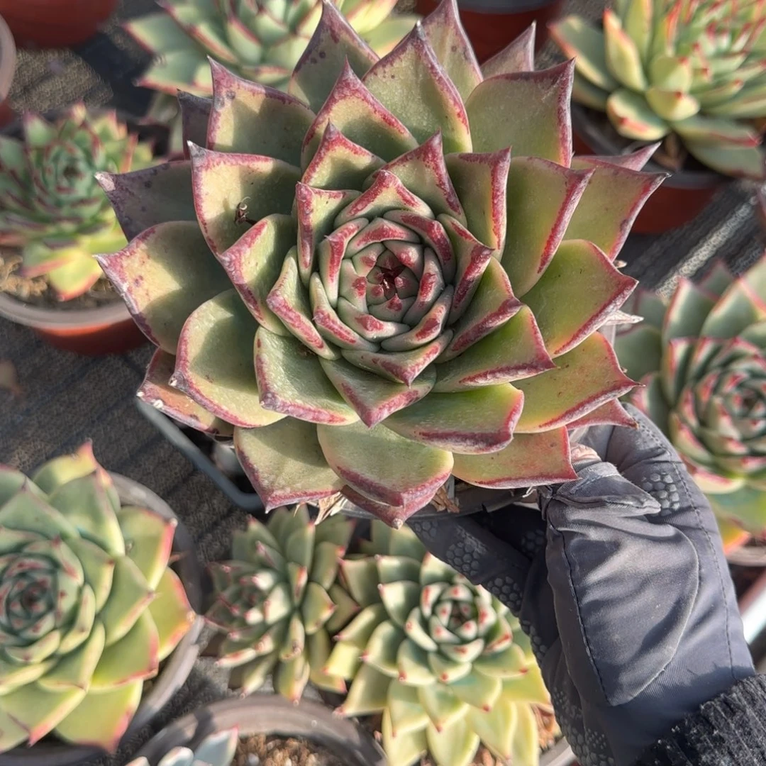 无花朵150大乌木单头