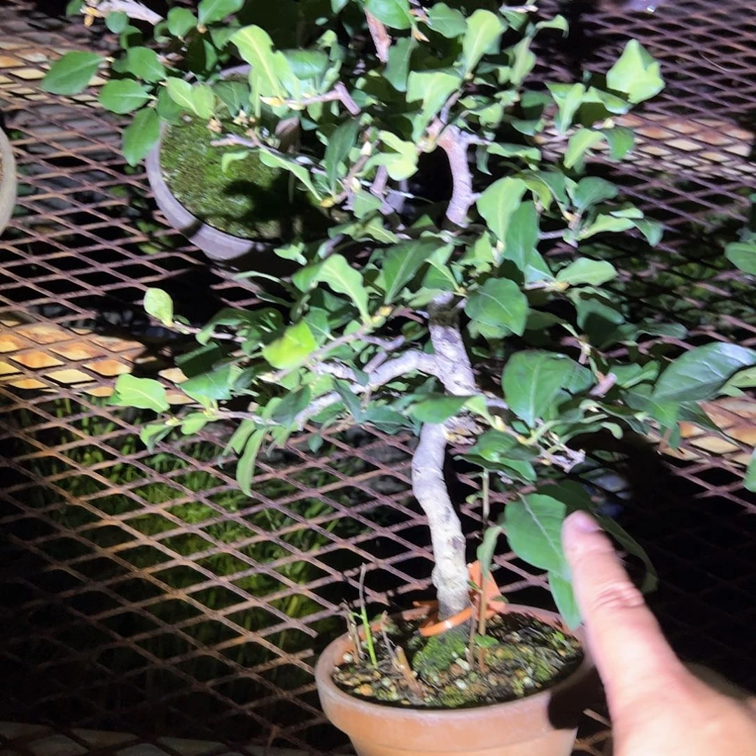 无花朵盆景不包邮A409