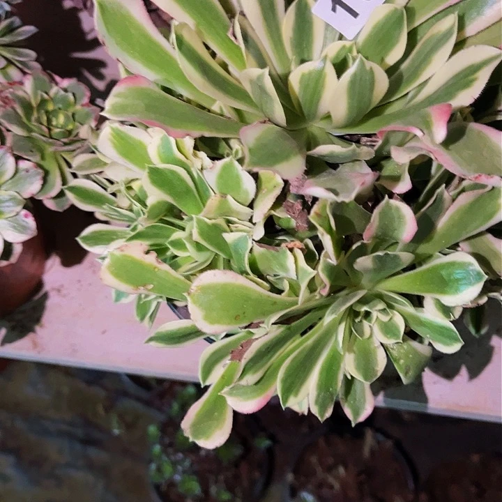 156白凤多肉植物处理不售后