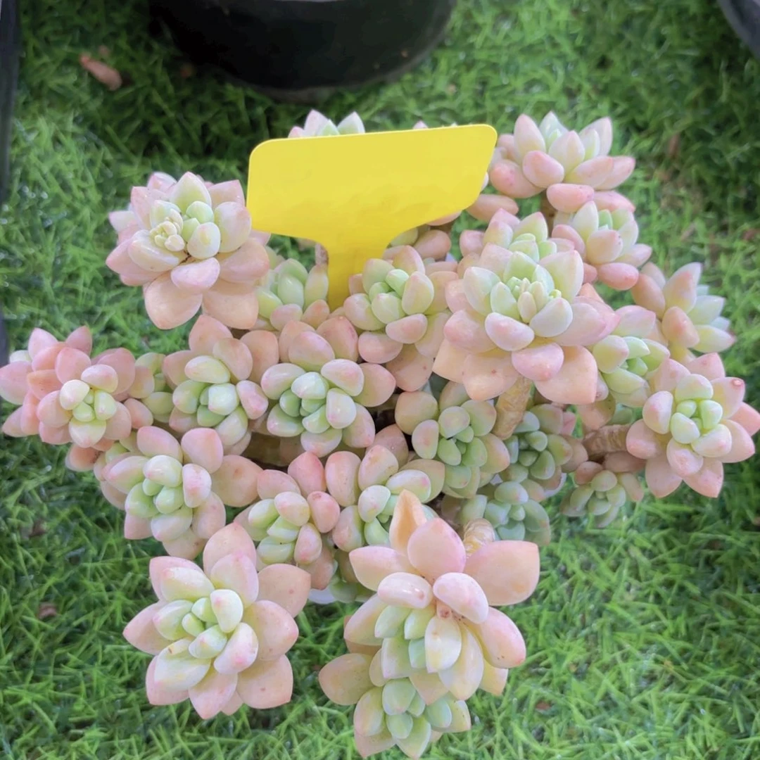 睡****我的小可爱们都好可爱