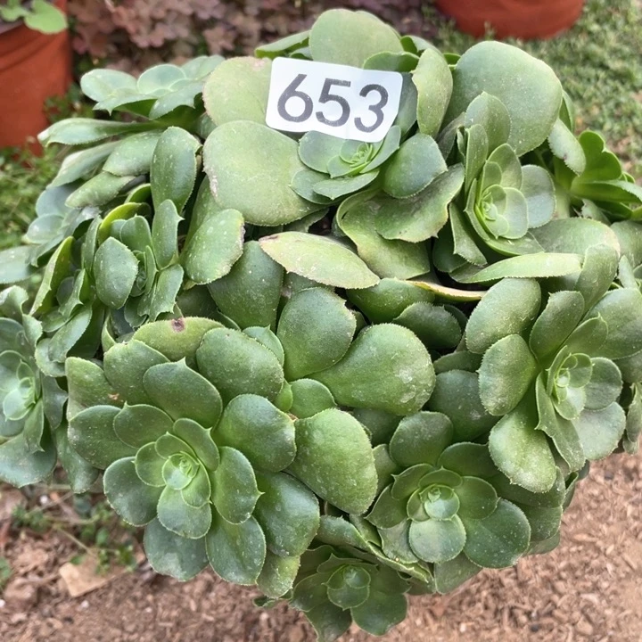 花**?653多肉植物八尺镜