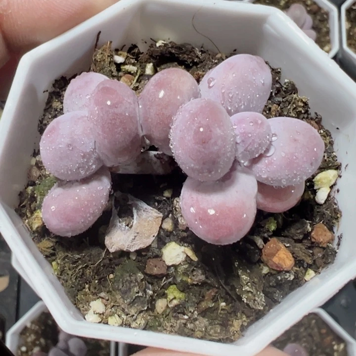 奶酪精品多肉植物大战