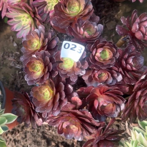 法师万七彩18-44