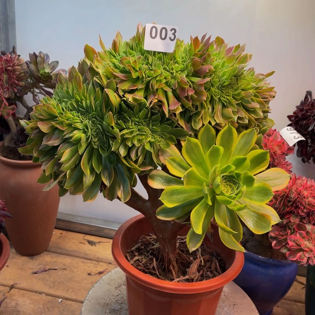 多肉法师青檬缀003