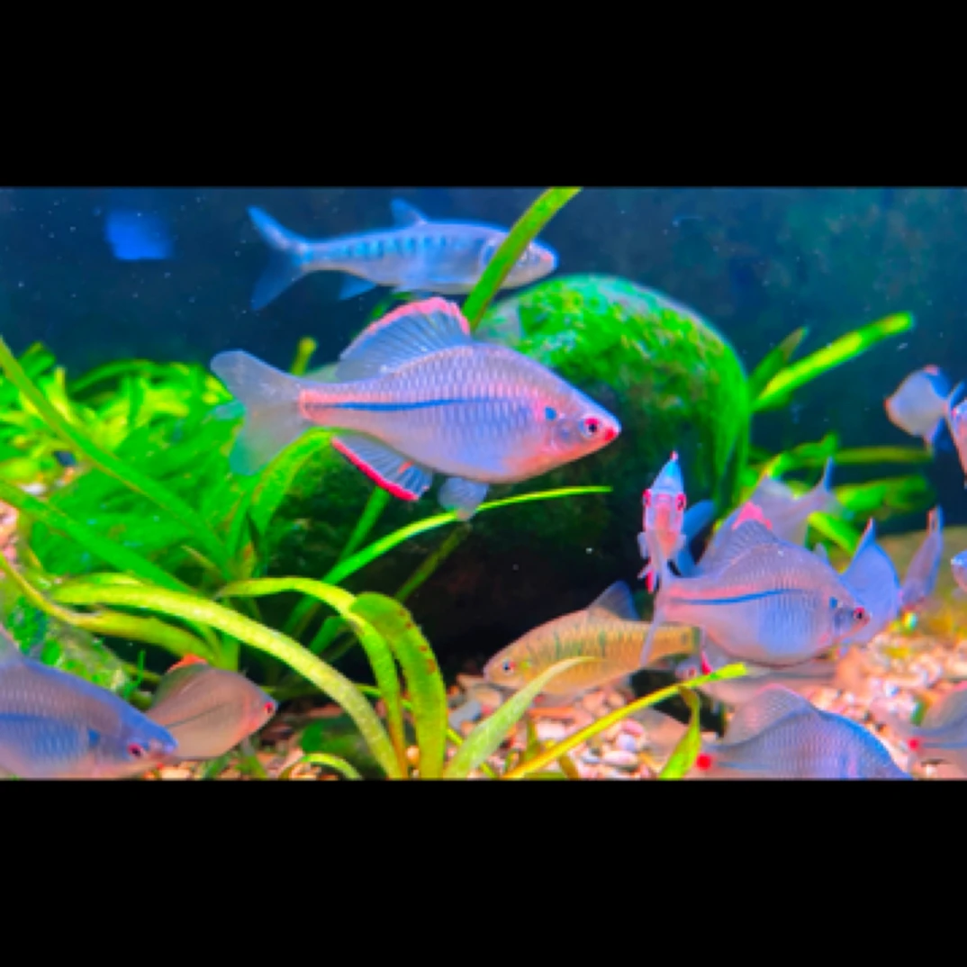 方式鳑鲏方式小红嘴观赏鱼原生淡水无需加温皮实好养小型鱼