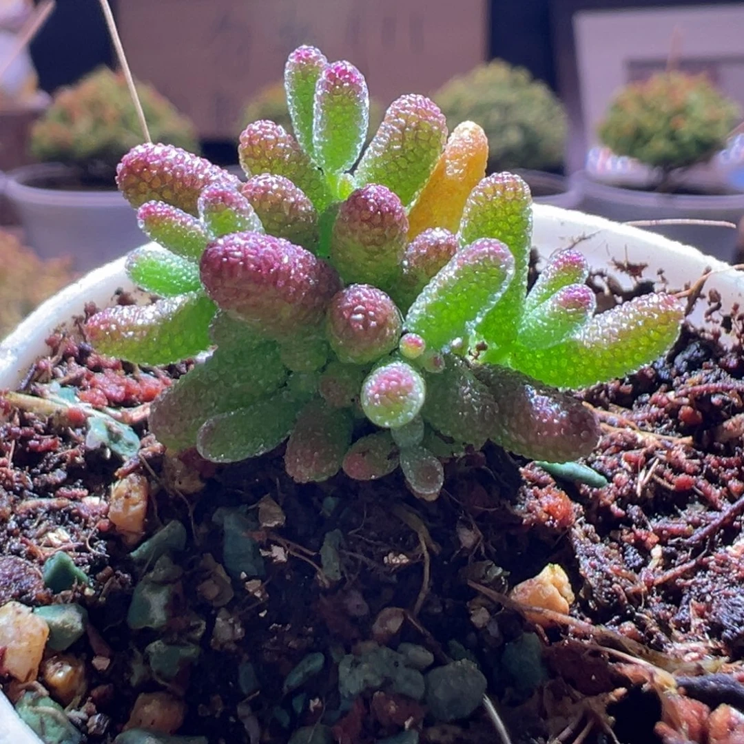 207橘子糖一物一拍包开箱