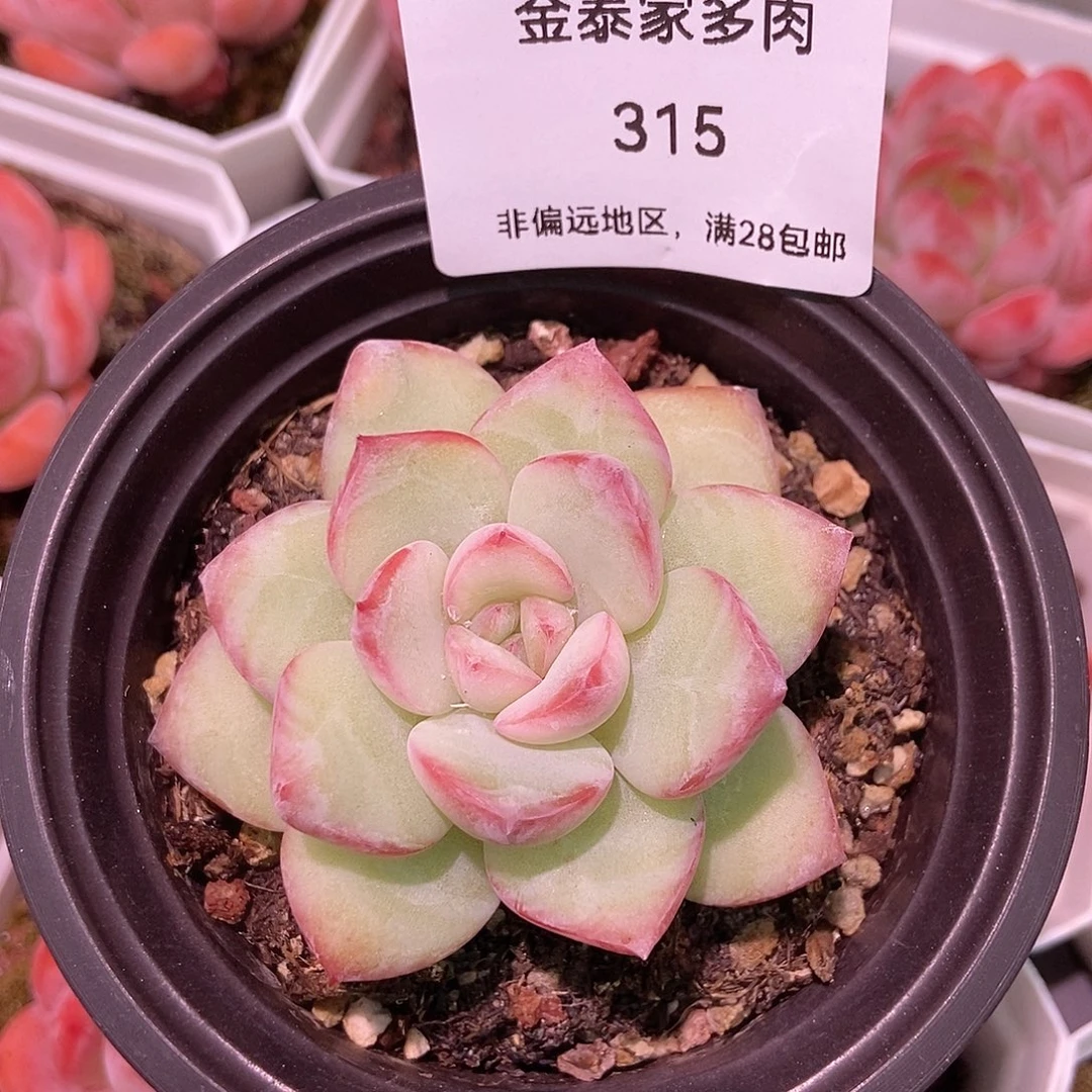 金泰家多肉，315草莓泡芙