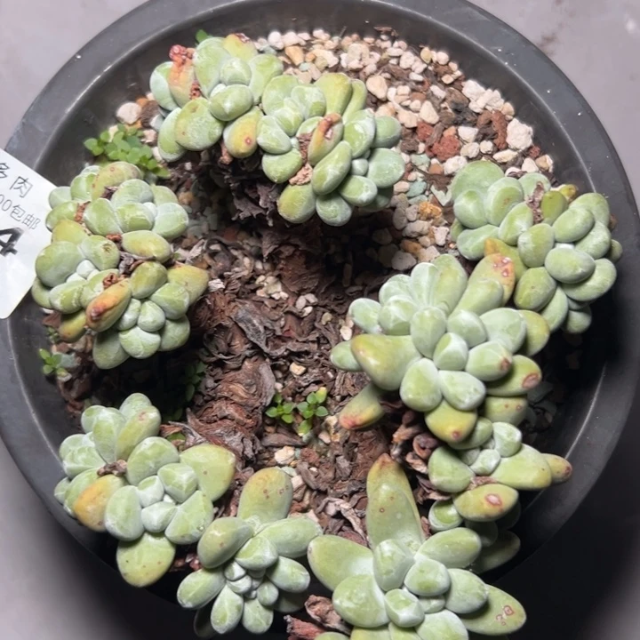 一物一拍绿豆拇指1684