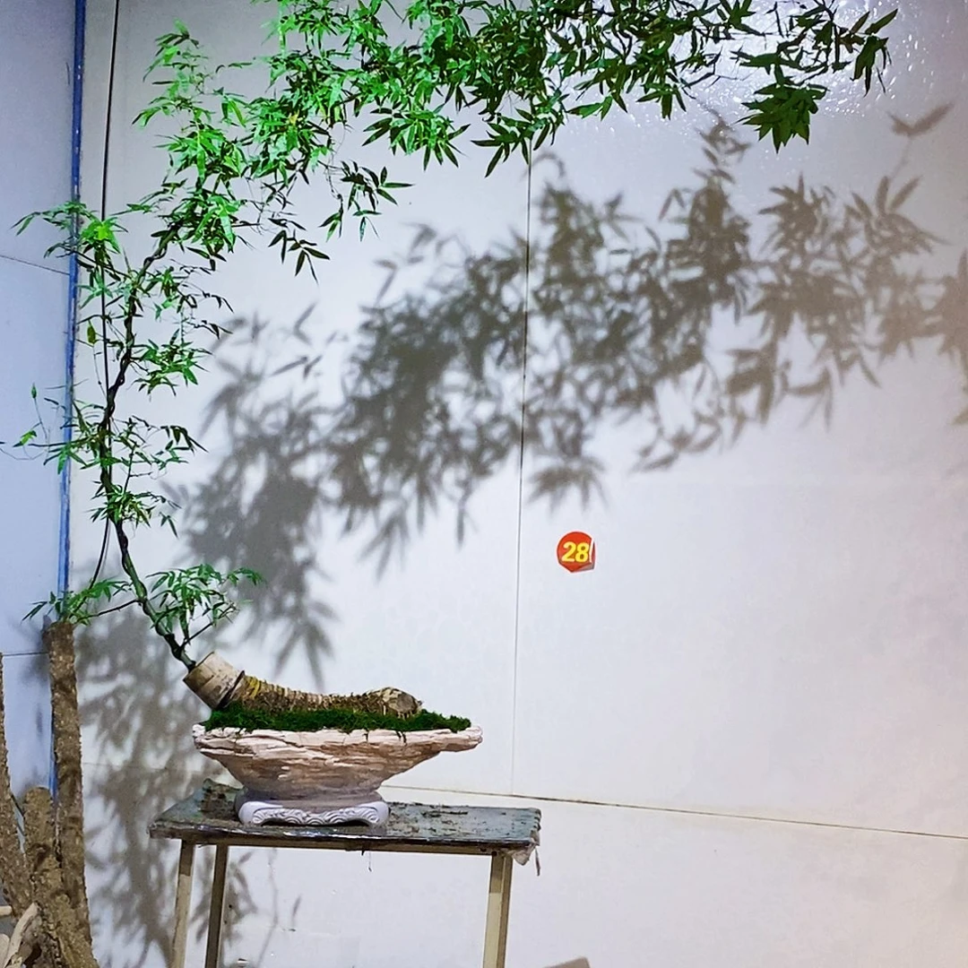 无花朵小叶簕竹一物一拍