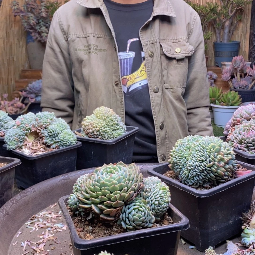 ～***～A216号白胖子缀