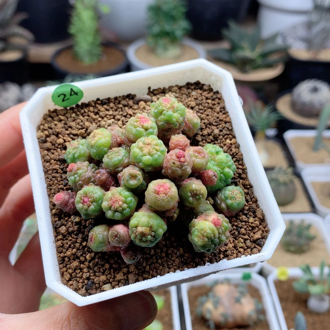 高沙石化小红点脱土仙人球