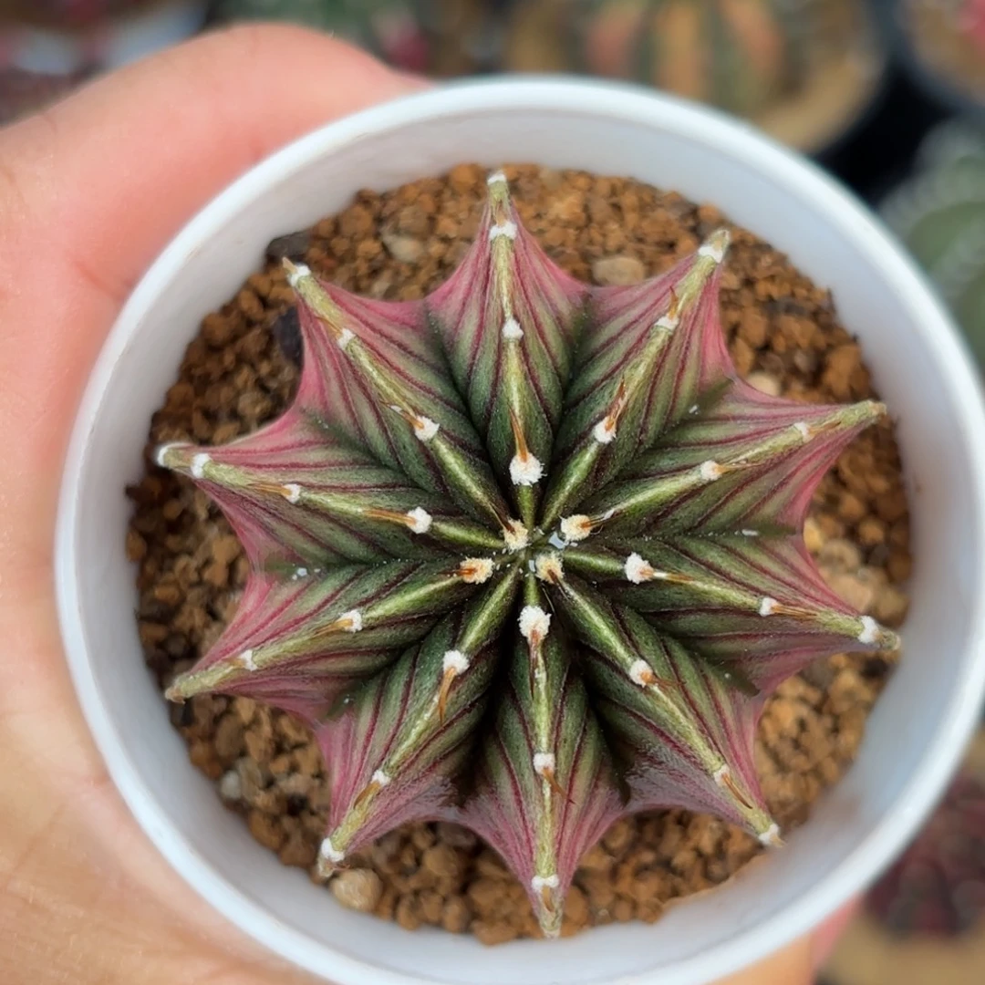 泰系米哈实生仙人球105