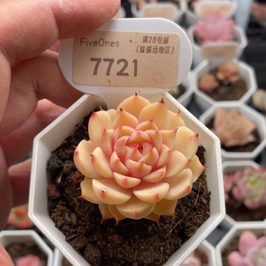 苯巴蒂斯7721-4.5厘米
