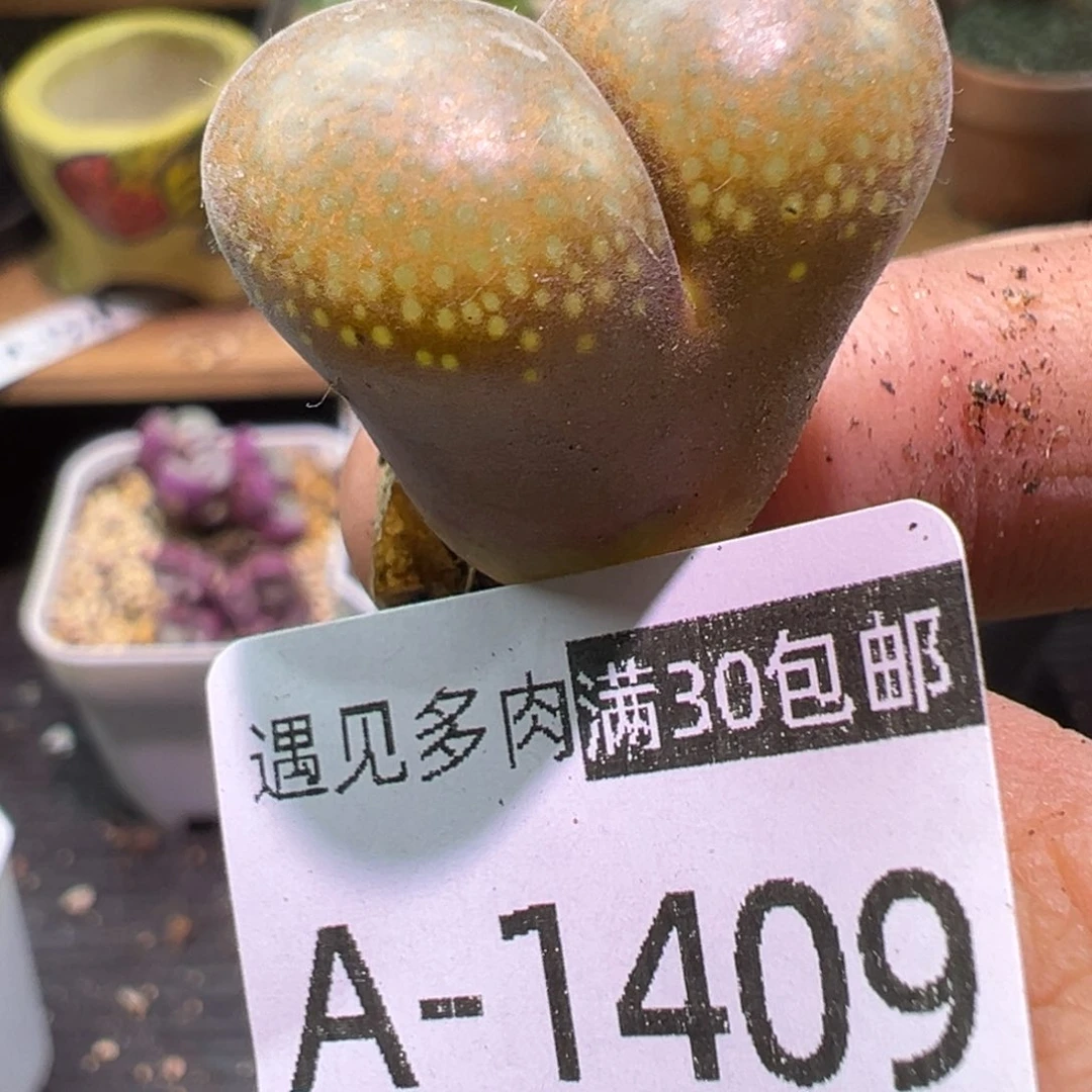 多肉植物11111111111