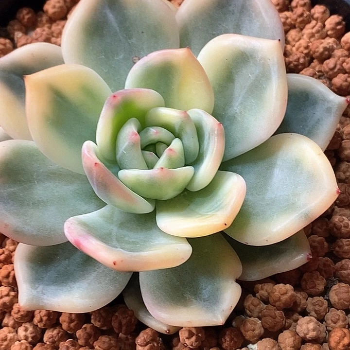 伊丽莎白一物一拍，