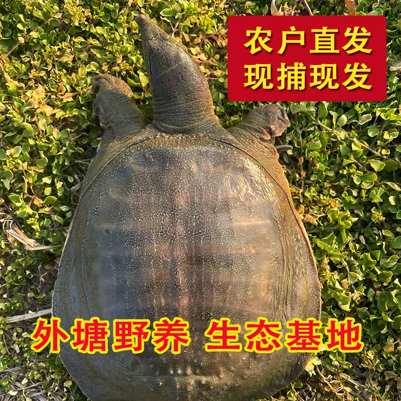 386 外塘甲鱼 4只装 总重6-7斤 生态散养 鲜活发货