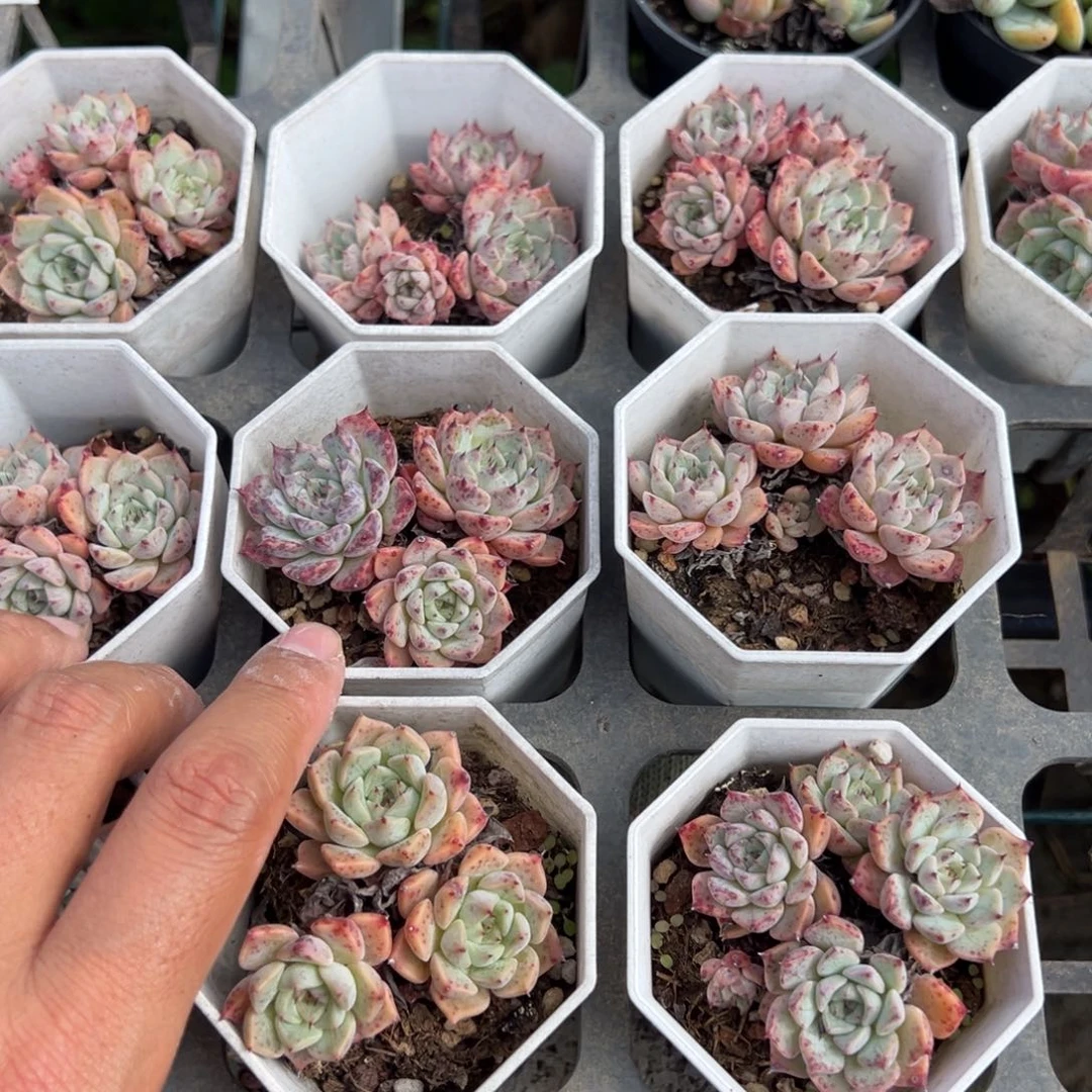 白沙罗姬牡丹群一颗量拍多肉满20元包邮