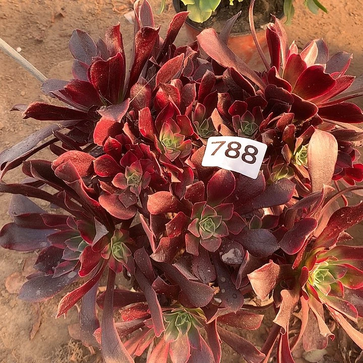 无花朵788金丝缺南