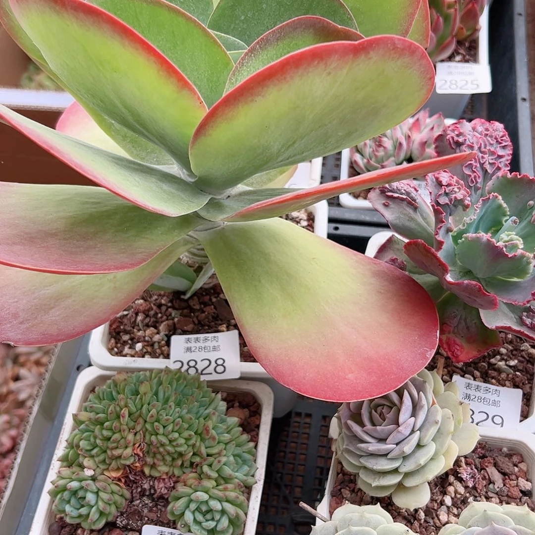 护***勇多肉一物一拍植物2828