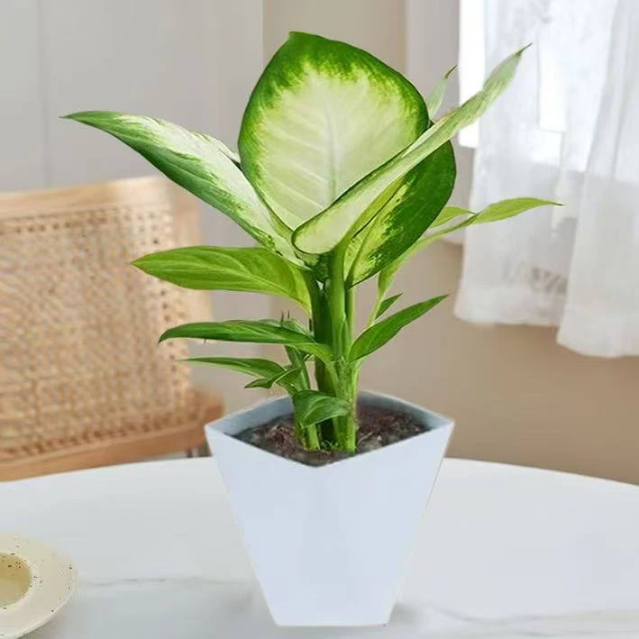 玛丽安客厅室内净化空气桌面房间四季常青水培绿植