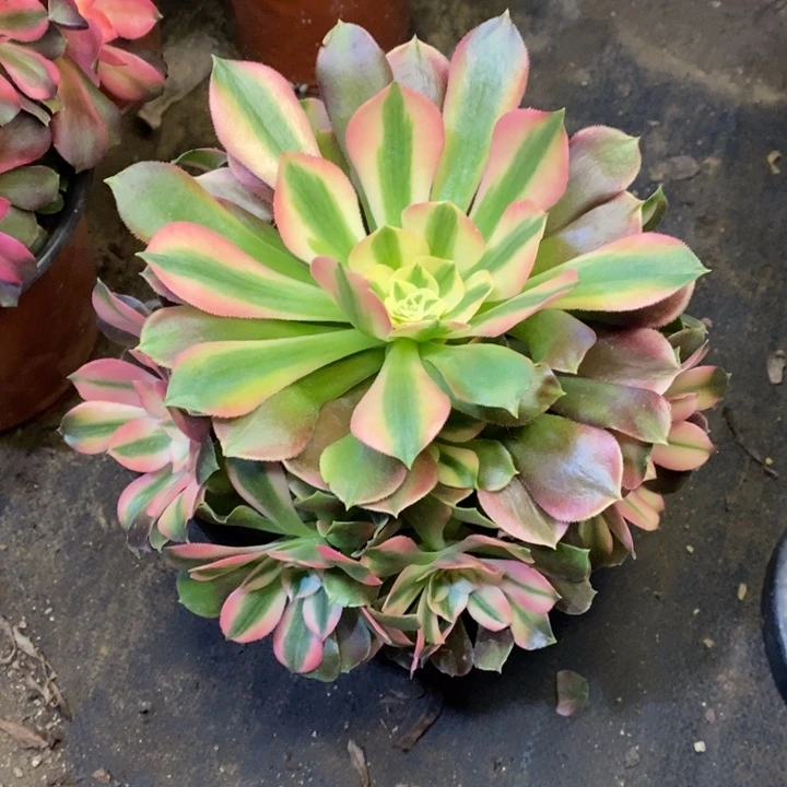 香妃多肉断头不包1696