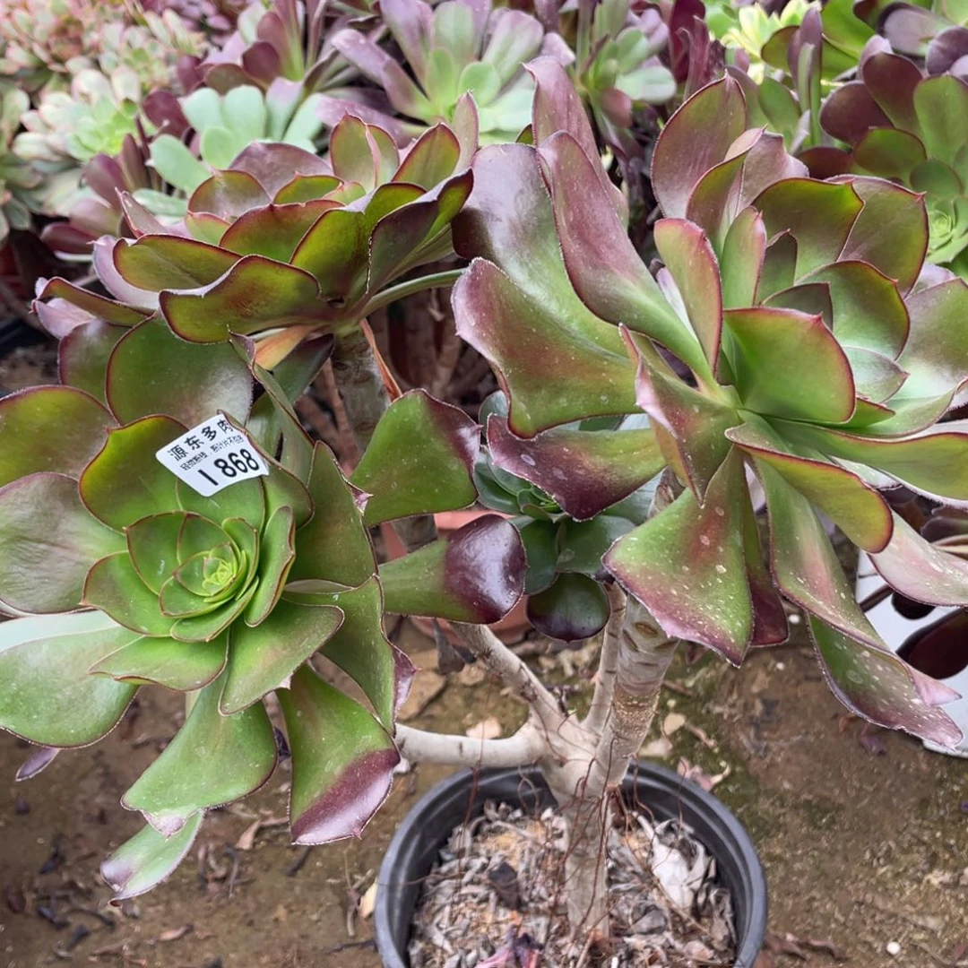 868巫毒多肉法师断枝不包