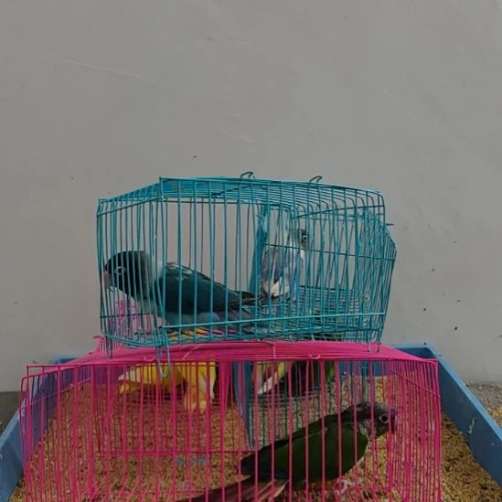 虎皮鹦鹉牡丹鹦鹉鹦鹉1只