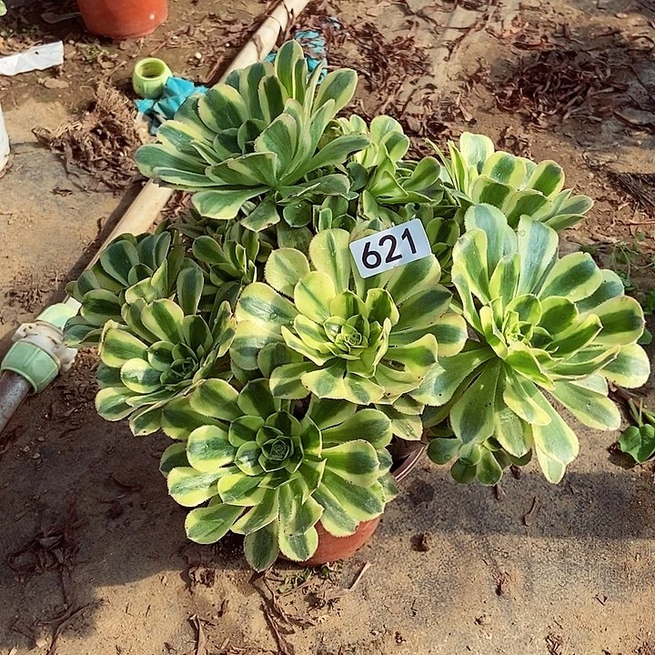 绿体香奈儿丛林621多肉不包断