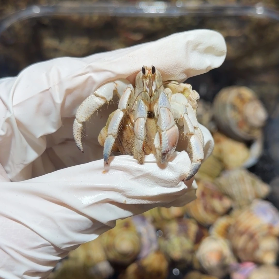 2口 哇哇哇哇哇哇