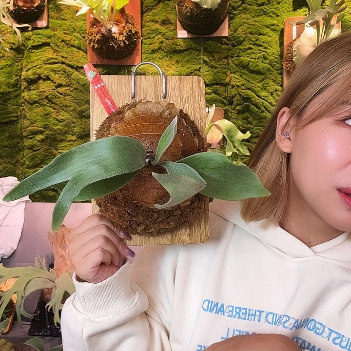 不开花植物wannapa dovanhue