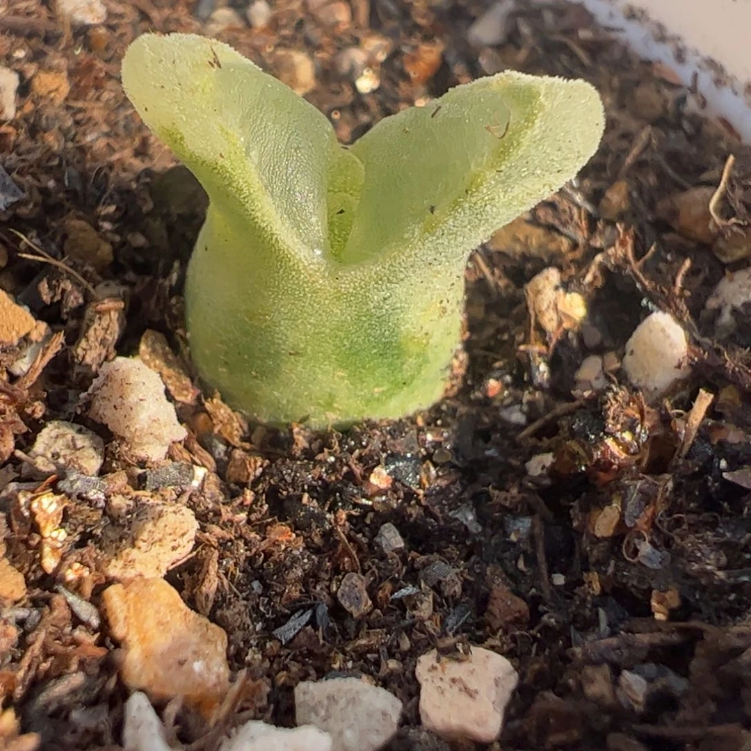 冰奶瓶多肉植物百科