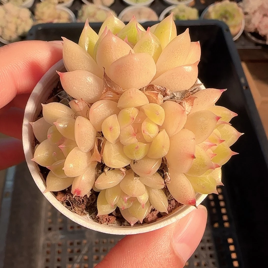 1121-------233麦秆