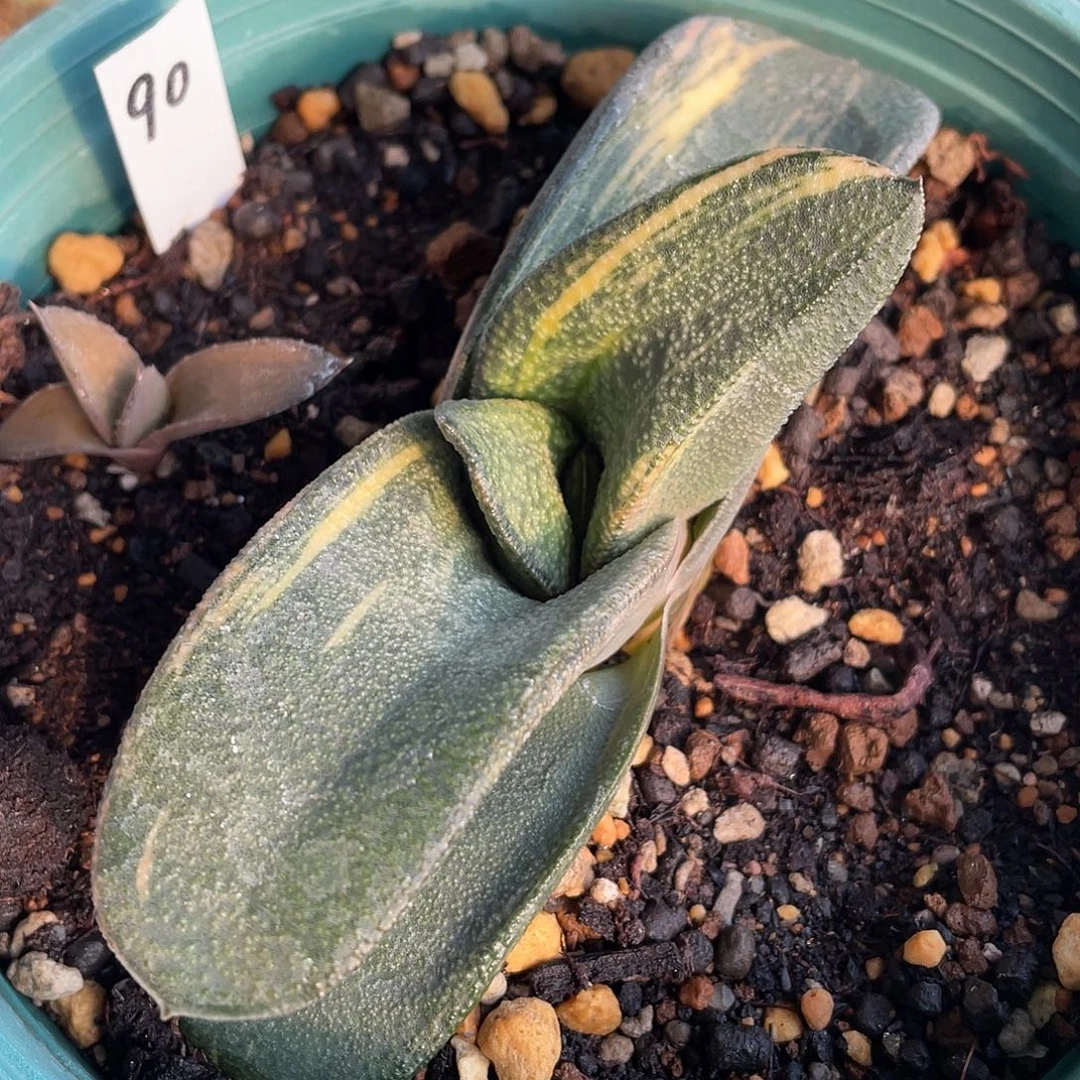 90脱土发货111111