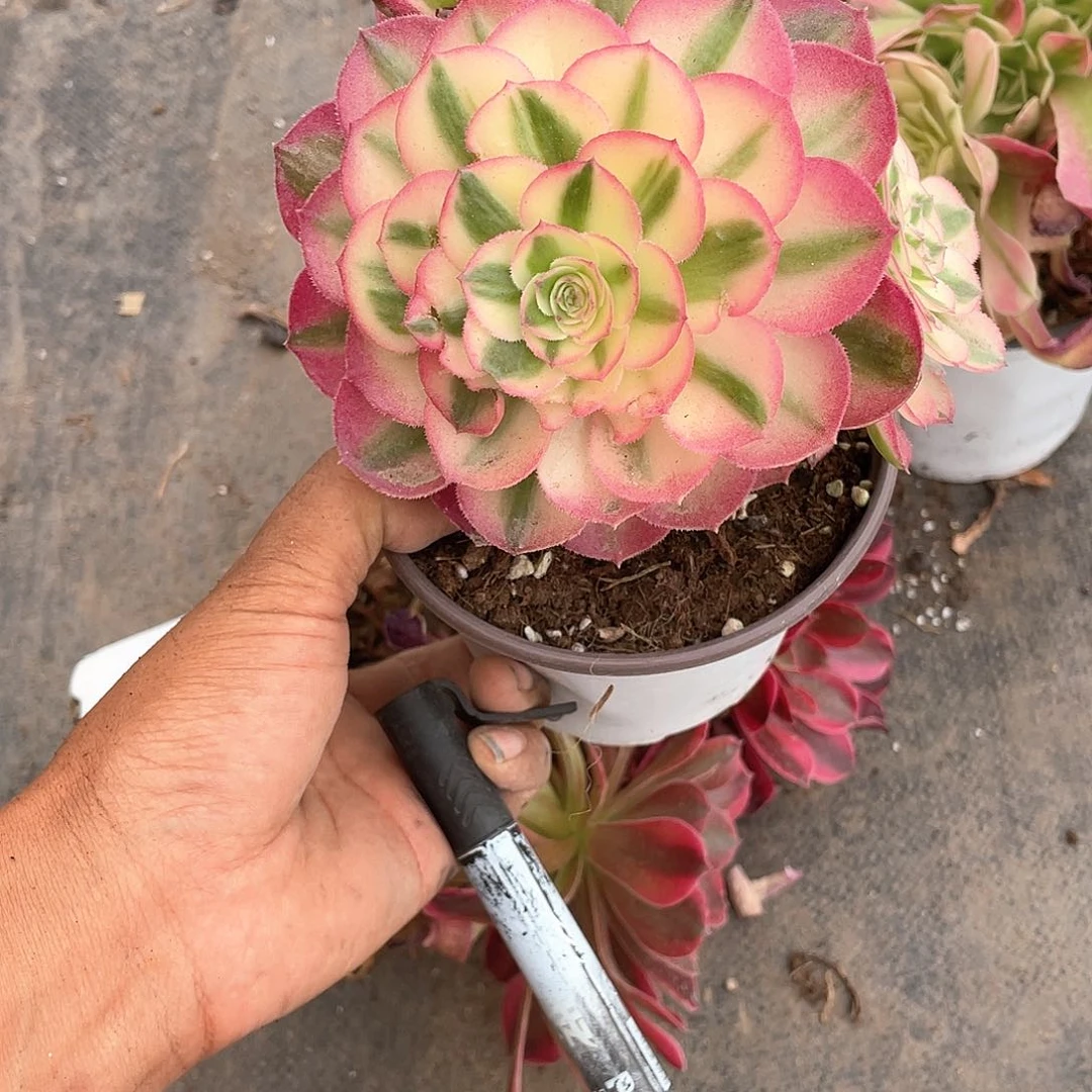 飞****女倾城四头福利带盆发货