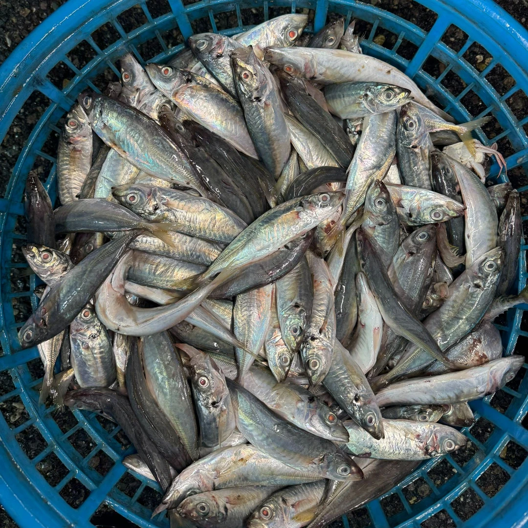 2【码头现称鱼】顺丰包邮 -市场野生新鲜实惠海鱼广东鱼家常海鱼
