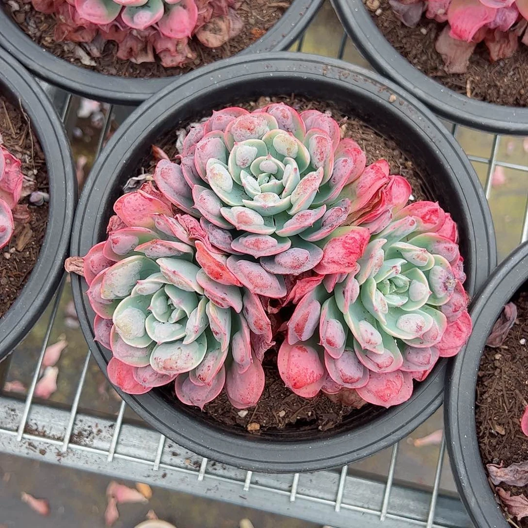 雨滴三头起发大盆多肉露养