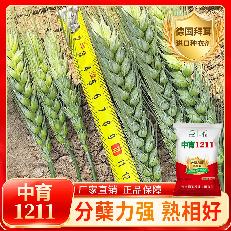 【超值10袋】中育1211国审抗冻高产小麦种子分蘖好籽粒饱满免费包衣
