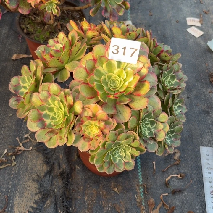 粉海王多肉植物不包损317瑕疵