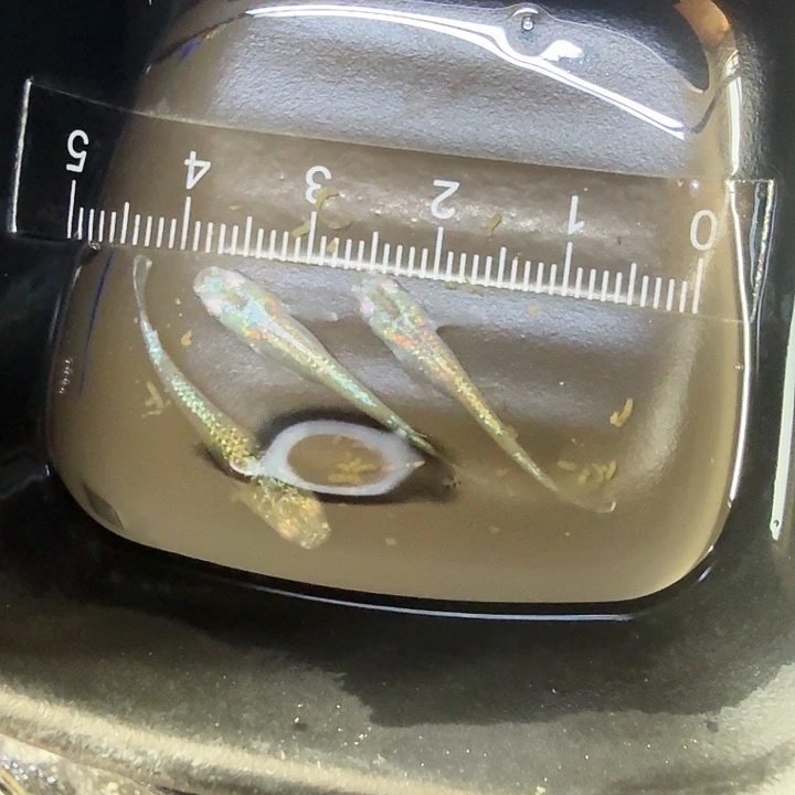 青鳉鱼3号拍品全息图