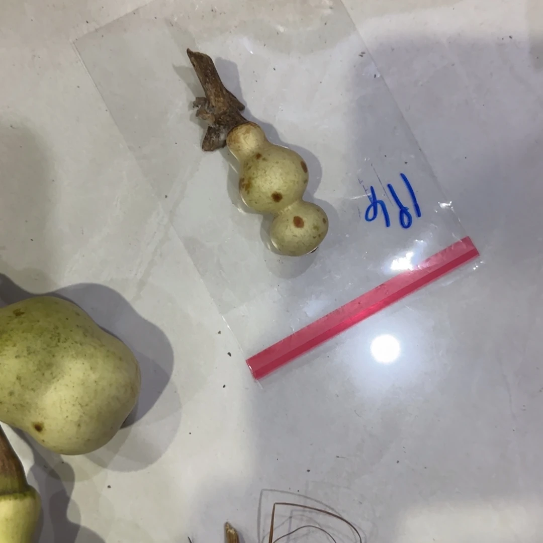 大***子青皮不包成青皮不包成