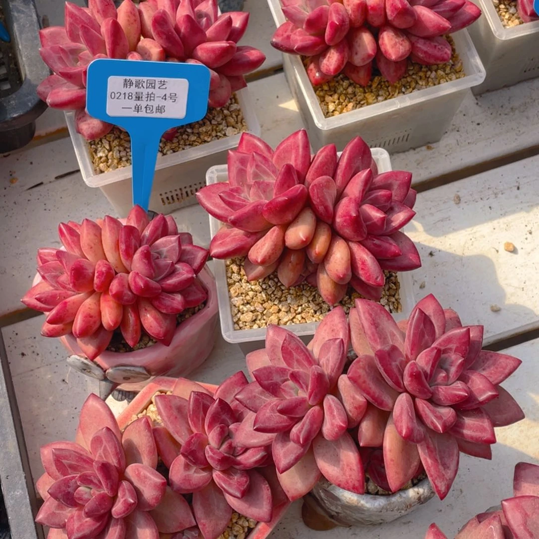 0218-4-全状态赫菲斯托一颗