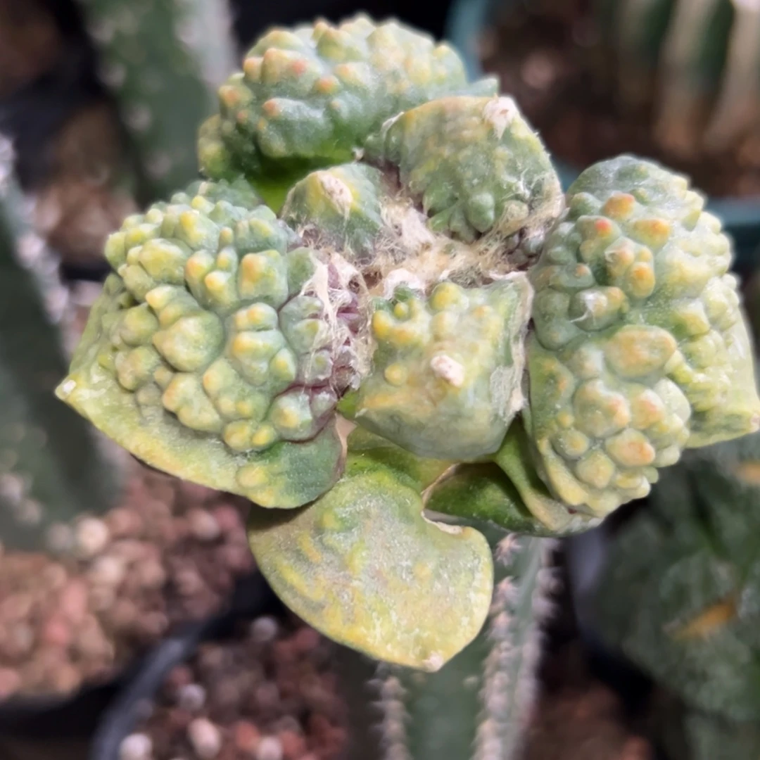 3 怒涛锦 仙人球的世界