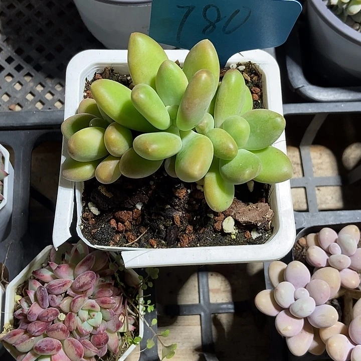 虾***!多肉植物芒果奶780多肉