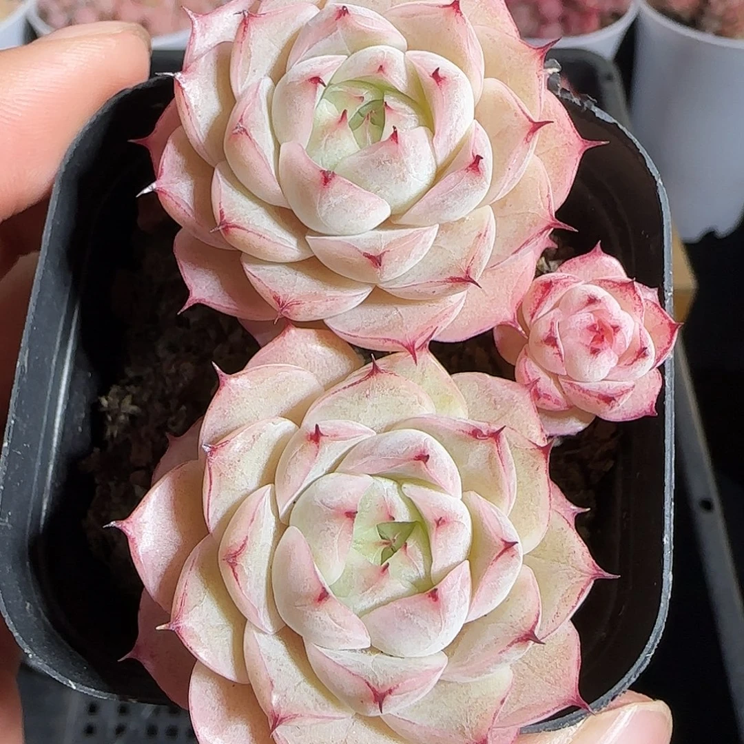 多肉1219-147散的小魔仙