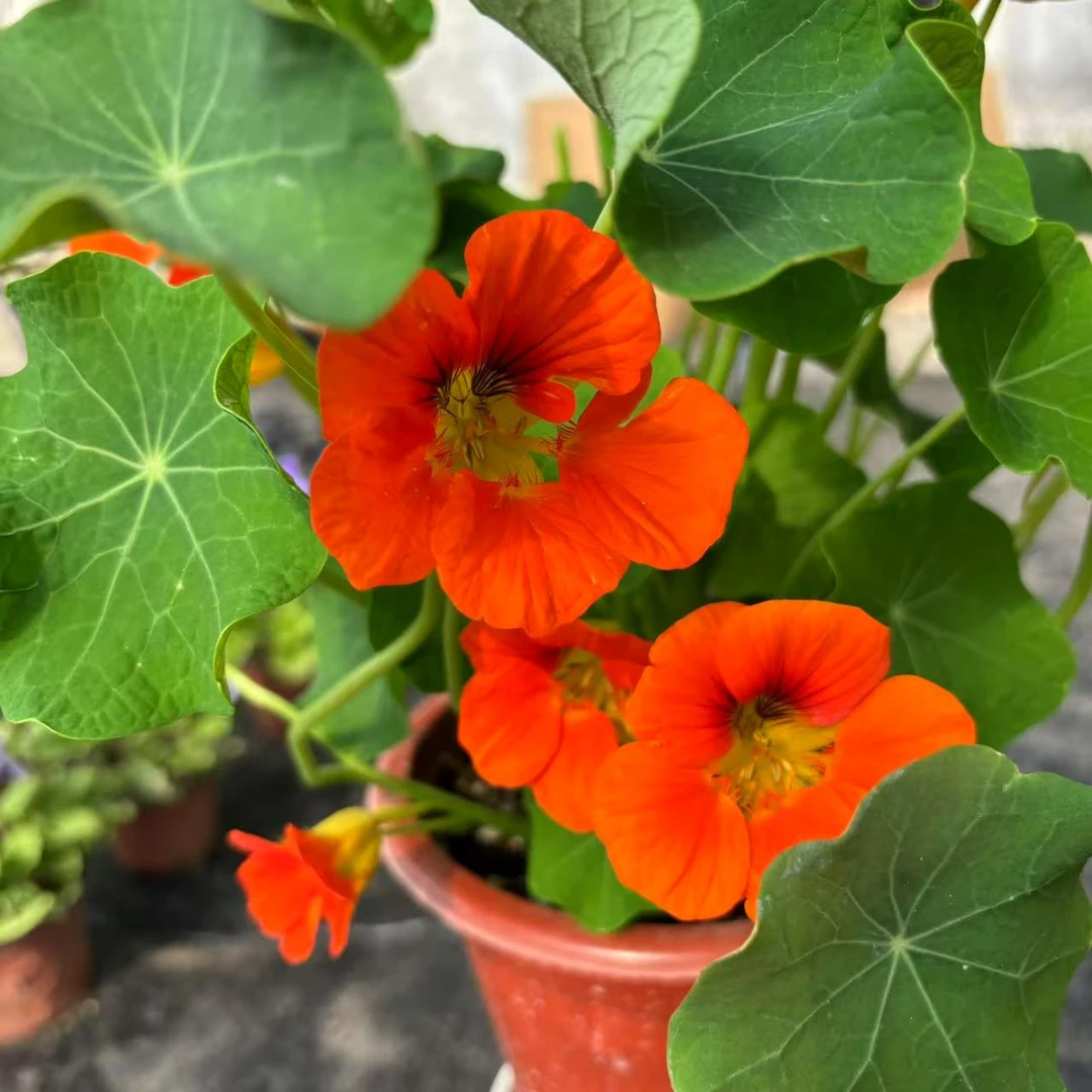 【妮妮】（旱金莲爱马仕橙）垂钓爬藤 耐热室内室外盆栽桌面花卉