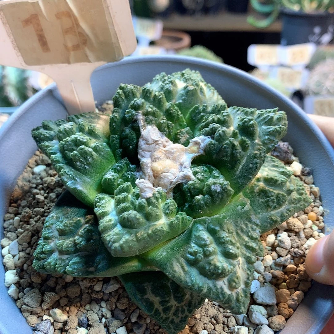实生龟甲牡丹