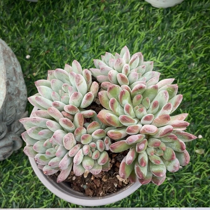 冰激凌冠幅12 公分一物一拍