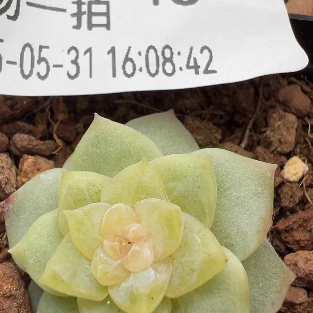 精品糖心一物一拍43