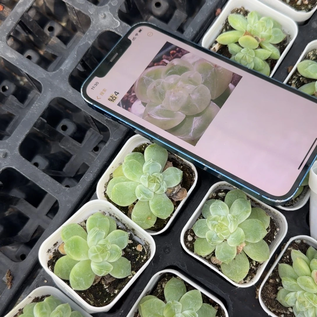 钻石4 号中苗盆一个满20包邮