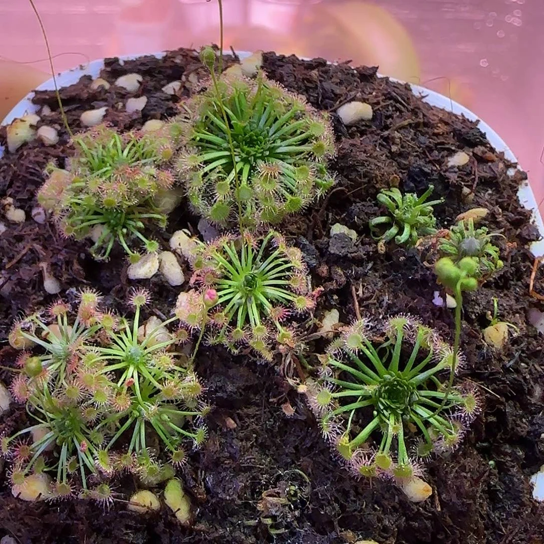 无花朵专拍迷你茅